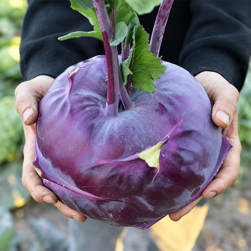U2616 Purple Fruit Kohlrabi F1 Seeds | 1.65 lb Crisp White-Fleshed Bulbs