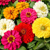W1345 Dwarf Double Zinnia Mix Seeds | 2.4 in Multicolor Blooms