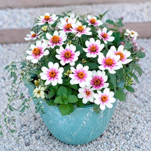W1343 Zahara Starlight Rose Zinnia Seeds | White Blooms with Rose-Pink Stars