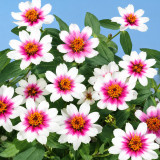 W1343 Zahara Starlight Rose Zinnia Seeds | White Blooms with Rose-Pink Stars