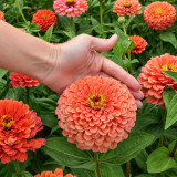 W1346 Large-Flowered Salmon Zinnia Seeds | 2.4 in Double Cut Flowers