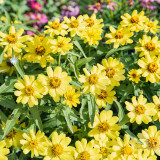 W1344 Zahara Yellow Zinnia Seeds | Bright Yellow Single Blooms