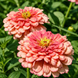 W1346 Large-Flowered Salmon Zinnia Seeds | 2.4 in Double Cut Flowers