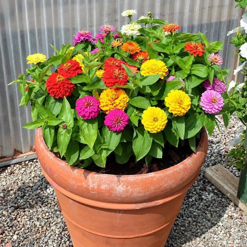 W1345 Dwarf Double Zinnia Mix Seeds | 2.4 in Multicolor Blooms