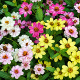 W1341 Dwarf Small-Flowered Zinnia Mix Seeds | 8–16 in Compact Multicolor Blooms