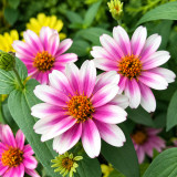 W1343 Zahara Starlight Rose Zinnia Seeds | White Blooms with Rose-Pink Stars