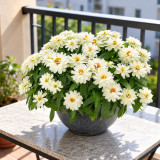 W1340 Profusion Double White Improved Zinnia Seeds | 2.6 in Pure White Double Blooms