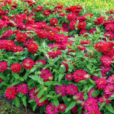 W1338 Double Zahara Cherry Zinnia Seeds | Double Cherry-Magenta Blooms
