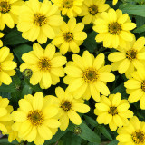 W1344 Zahara Yellow Zinnia Seeds | Bright Yellow Single Blooms