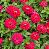 W1338 Double Zahara Cherry Zinnia Seeds | Double Cherry-Magenta Blooms