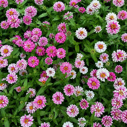 W1337 Double Zahara Raspberry Ripple Zinnia Seeds | Double Rose & White Bicolor Blooms