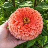 W1346 Large-Flowered Salmon Zinnia Seeds | 2.4 in Double Cut Flowers