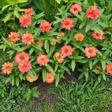 W1339 Profusion Double Deep Salmon Zinnia Seeds | 2.5–3 in Double Pink-Orange Blooms