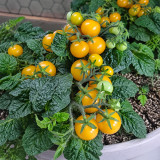 1159 Venus Micro Dwarf Tomato Seeds | 0.4–0.5 oz Golden Cherries for Pots