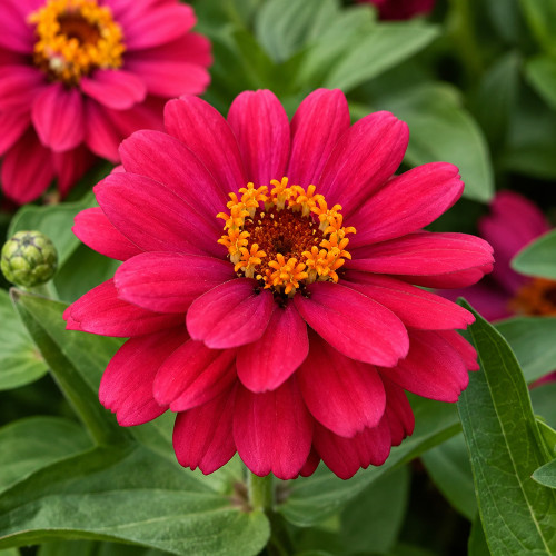 W1338 Double Zahara Cherry Zinnia Seeds | Double Cherry-Magenta Blooms