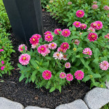 W1337 Double Zahara Raspberry Ripple Zinnia Seeds | Double Rose & White Bicolor Blooms