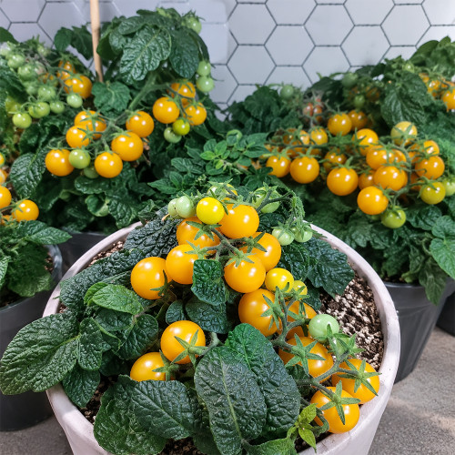 1159 Venus Micro Dwarf Tomato Seeds | 0.4–0.5 oz Golden Cherries for Pots