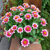 W1343 Zahara Starlight Rose Zinnia Seeds | White Blooms with Rose-Pink Stars