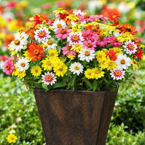 W1341 Dwarf Small-Flowered Zinnia Mix Seeds | 8–16 in Compact Multicolor Blooms