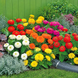 W1345 Dwarf Double Zinnia Mix Seeds | 2.4 in Multicolor Blooms