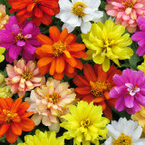 W1342 Dwarf Double Zinnia Mix Seeds | 8–16 in Multicolor Blooms