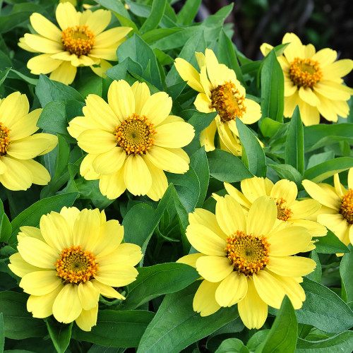 W1344 Zahara Yellow Zinnia Seeds | Bright Yellow Single Blooms