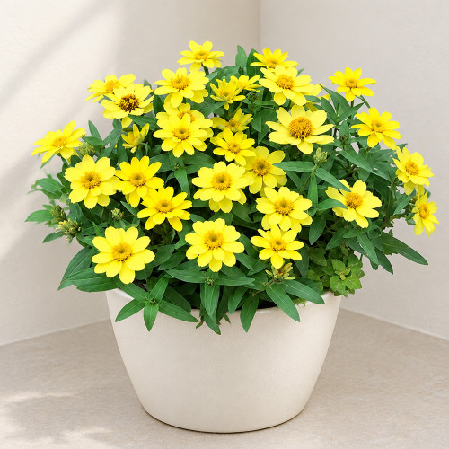 W1344 Zahara Yellow Zinnia Seeds | Bright Yellow Single Blooms