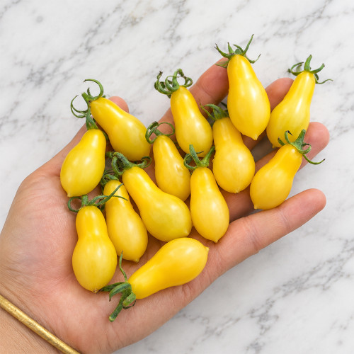 1145 Sweet Snow Pear Tomato Seeds | 0.4–0.7 oz Creamy-Yellow Pears