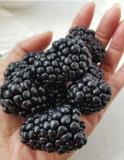 Thornless Blackberry Seed Mix | Triple Crown + Chester + Natchez, 45 Seeds Total