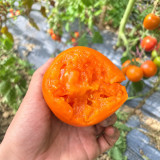 1142 Orange Peach Tomato Seeds | 2–4 oz Fuzzy Orange Salad Tomatoes