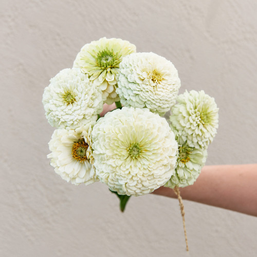 W1350 Large-Flowered White Zinnia Seeds | 31–39 in Tall Cut Flowers