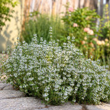 W1356 French Thyme Seeds | Aromatic Narrow-Leaf Culinary Perennial