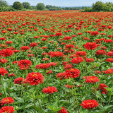 W1351 Large-Flowered Deep Red Zinnia Seeds | 31–39 in Double Cut Flowers