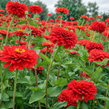 W1351 Large-Flowered Deep Red Zinnia Seeds | 31–39 in Double Cut Flowers