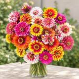 W1353 Candy Stripe Zinnia Mix Seeds | Multicolor Striped & Blushed Cut Flowers