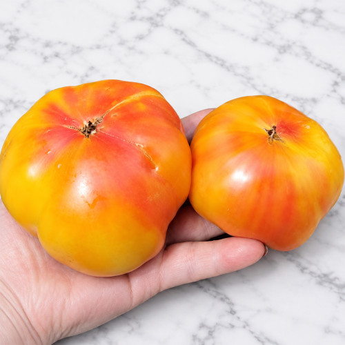1137 Medovukha Tomato Seeds | 10.6–21.2 oz Yellow-Pink Bicolor Beefsteaks