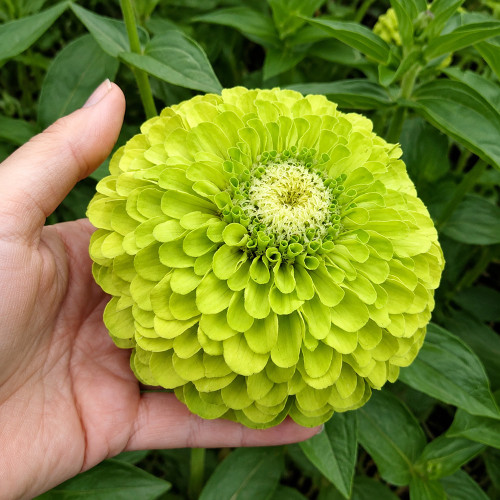 W1349 Envy Zinnia Seeds | 3 in Chartreuse Double & Semi-Double Cut Flowers