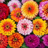W1353 Candy Stripe Zinnia Mix Seeds | Multicolor Striped & Blushed Cut Flowers