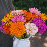 W1355 Cactus-Flowered Zinnia Mix Seeds | 4–6 in Quilled Cut Flowers