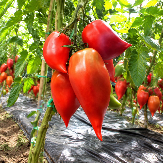 1146 Korean Long Tomato Seeds | 6–14 oz Raspberry-Pink Pointed Paste Tomatoes