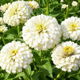 W1350 Large-Flowered White Zinnia Seeds | 31–39 in Tall Cut Flowers