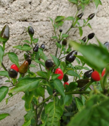 Vidu Green Piquin Pepper Seeds | Tepequin Wild Hot Chili Pepper |  Mexican Native Bird Pepper, Hot Chili