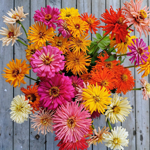 W1355 Cactus-Flowered Zinnia Mix Seeds | 4–6 in Quilled Cut Flowers
