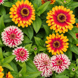 W1353 Candy Stripe Zinnia Mix Seeds | Multicolor Striped & Blushed Cut Flowers
