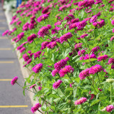 W1348 Large-Flowered Purple Zinnia Seeds | 3.1 in Cut Flowers