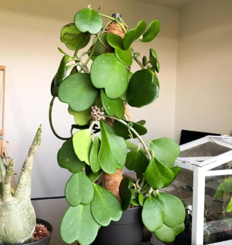 Hoya Kerrii Live Plant | Sweetheart Hoya | Heart-Shaped Leaf Succulent Houseplant for Indoor Growing