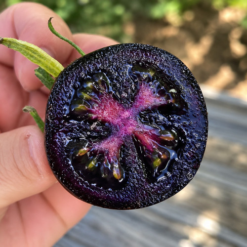 W1357 Blueberry Fruit Tomato Seeds | 1.1 oz Purple-Black Fruits
