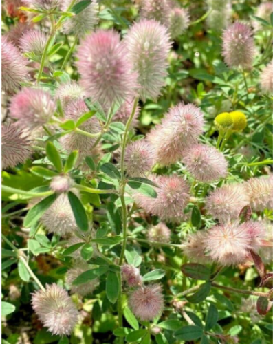 Rabbit's Foot Clover Seeds | Trifolium arvense | Fuzzy Bunny Blooms Easy to Grow