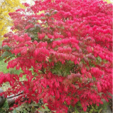 Burning Bush Seeds | Euonymus alatus | Winged Euonymus, Brilliant Red Fall Foliage Shrub