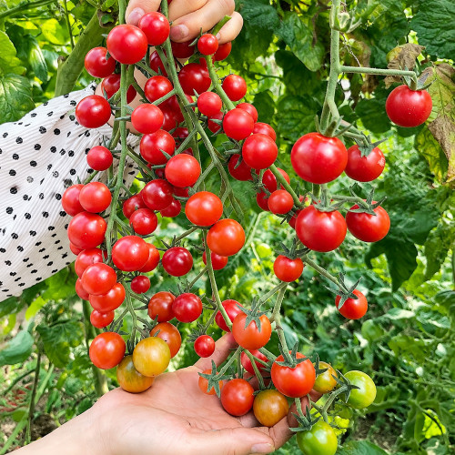 W1366 Sweet Bean Cherry Tomato Seeds | 0.6 oz Glossy Red Fruits